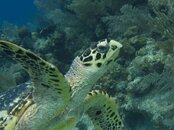 Hawksbill.jpg