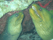 Green Morays.gif