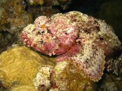Scorpion Fish.jpg