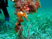 Seahorse_original07.jpg