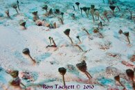 100428_WAPipeSeahorse_0622.jpg