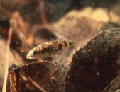Stickleback in leaves.jpg