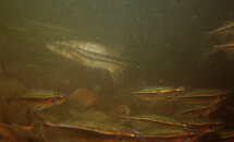 Red-sided shiner & Umpqua NPM3.jpg