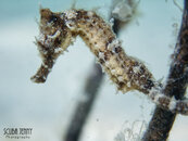 1298 03 big seahorse.jpg