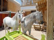 2 horses .jpg