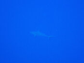 PA270420.jpg