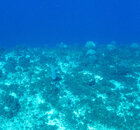 _A260381.jpg
