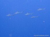 IMG_0576v1.jpg