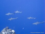 IMG_0578v1.jpg