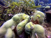 HR green frogfish.JPG