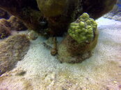 double seahorse house reef.JPG