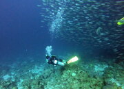 diver under baitball.JPG