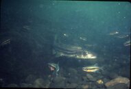 Shiners & Umpqua Northern Pike Minnow.jpg