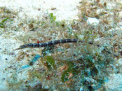 pipehorse2.jpg