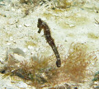 seahorse1.jpg