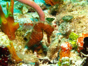 seahorse2.jpg