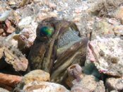 Blue Heron Bridge Seahorses Brooding Jawfish.jpg