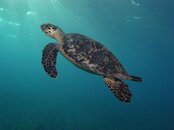 Hawksbill.jpg