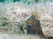 Blue Heron Bridge Seaweed Blenny.jpg