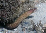 Blue Heron Bridge Purplemouth Moray.jpg