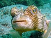 Blue Heron Bridge Web Burrfish.jpg