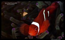 Spine-cheek anemonefish (1).jpg