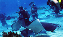 115059d1328556765-gc-stingray-city-worth-worthless-divers-stingray-city-001.jpg