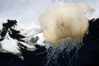 IMG_6305.gif