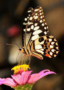 Thailand butterflies.jpg