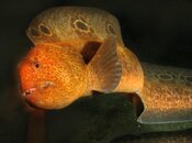 hungry eel S .jpg