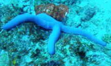 BLUE SEA STAR FROM RUBIAH SEA GARDEN. PLENTY OF IT..JPG