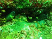 PLENTY OF MORAYS AT BATEE TOKONG. THEY MUST HAVE BEEN FEEDING THE MORAYS WELL SOMEHOW. WATCH UR .JPG