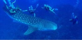 whale shark molesters.jpg