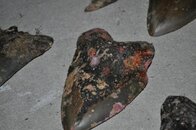 6coral.jpg