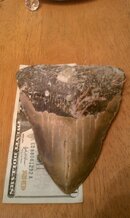 6inchtoothdollarbill.jpg