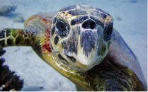 Turtle (1280x797).jpg
