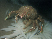 sheep crab.jpg