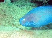 Parrot Fish.jpg