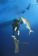 amberjack-speared4.jpg