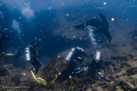 Sea Lions 2 (1 of 1).jpg