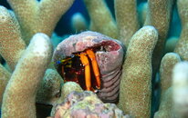 HERMIT CRAB IN CORALS.jpg