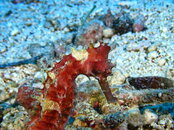 SEAHORSE PANGLAO.jpg