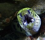 MORAY FACE ON 2.jpg