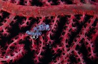 PIGMY SEA HORSE DOLJO 2.jpg