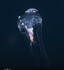 Arthropod on jelly 4 (1 of 1).jpg