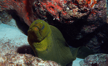 ph2.gif