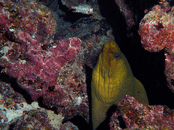 ph3.gif