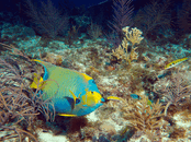 ph6.gif