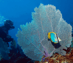 ph7.gif