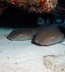 ph8.gif